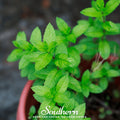 Spearmint – 200 Seeds | | Wiccan Center