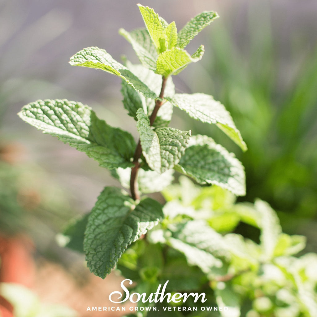 Spearmint – 200 Seeds | | Wiccan Center