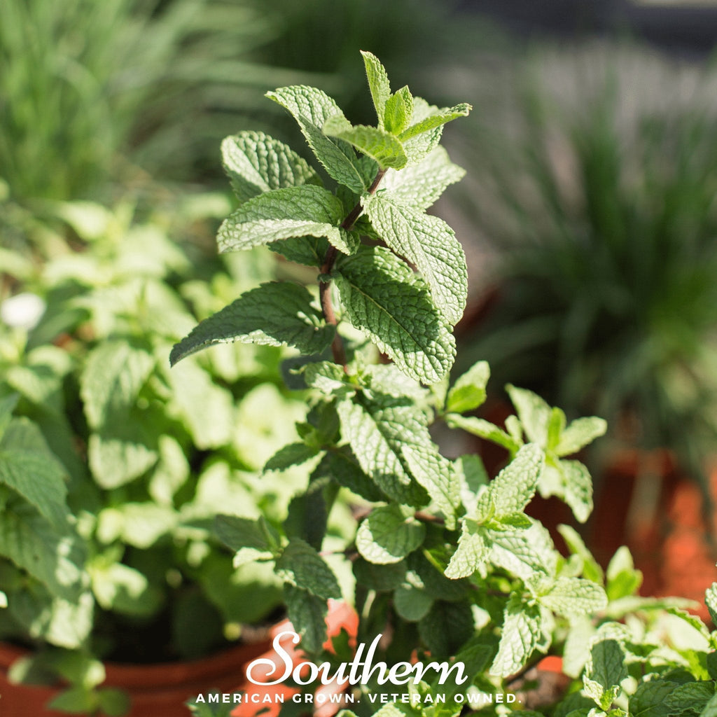 Spearmint – 200 Seeds | | Wiccan Center