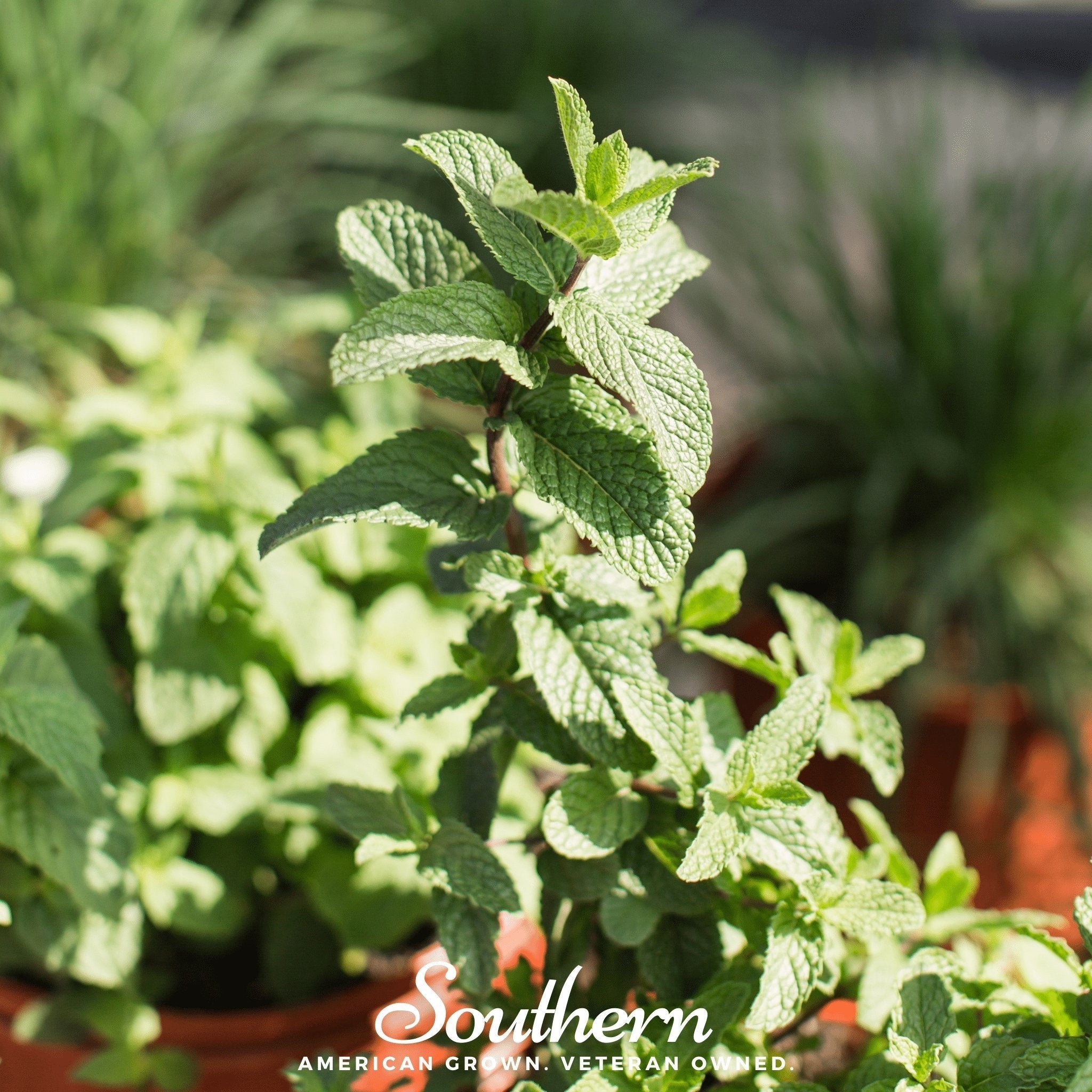 Spearmint – 200 Seeds | | Wiccan Center