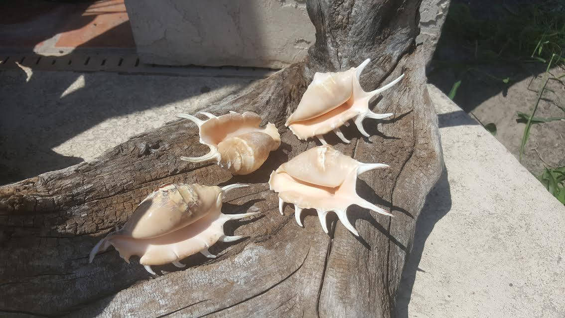 Spider Conch Shell- Lambis Lambis 4-5"+