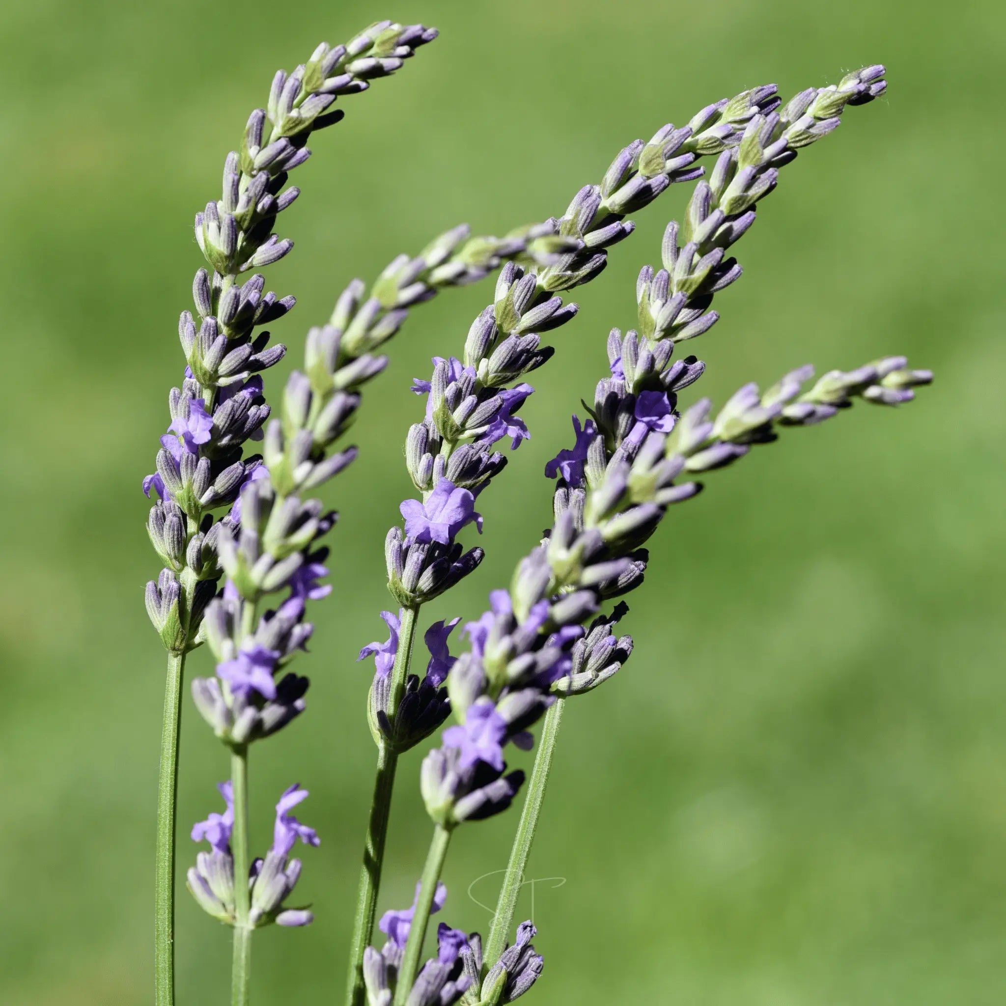 Spike Lavender – 100 Seeds | Seeds | Wiccan Center