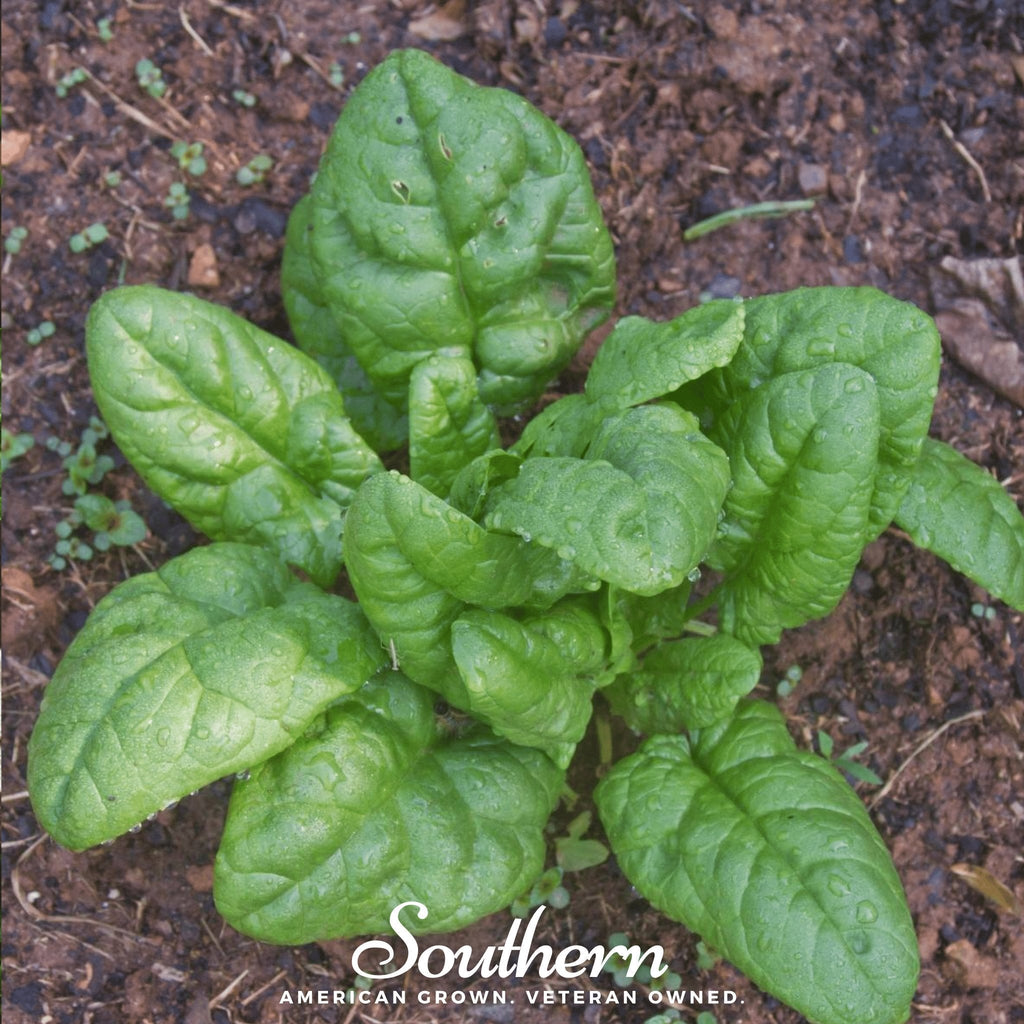 Bloomsdale Spinach – 150 Seeds | | Wiccan Center