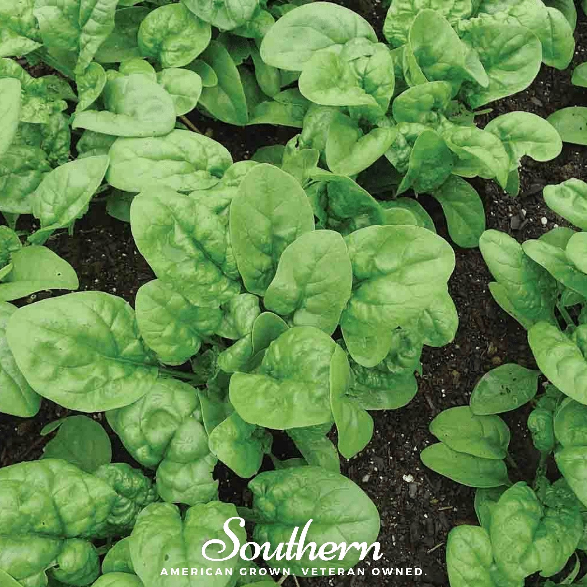 Bloomsdale Spinach – 150 Seeds | | Wiccan Center