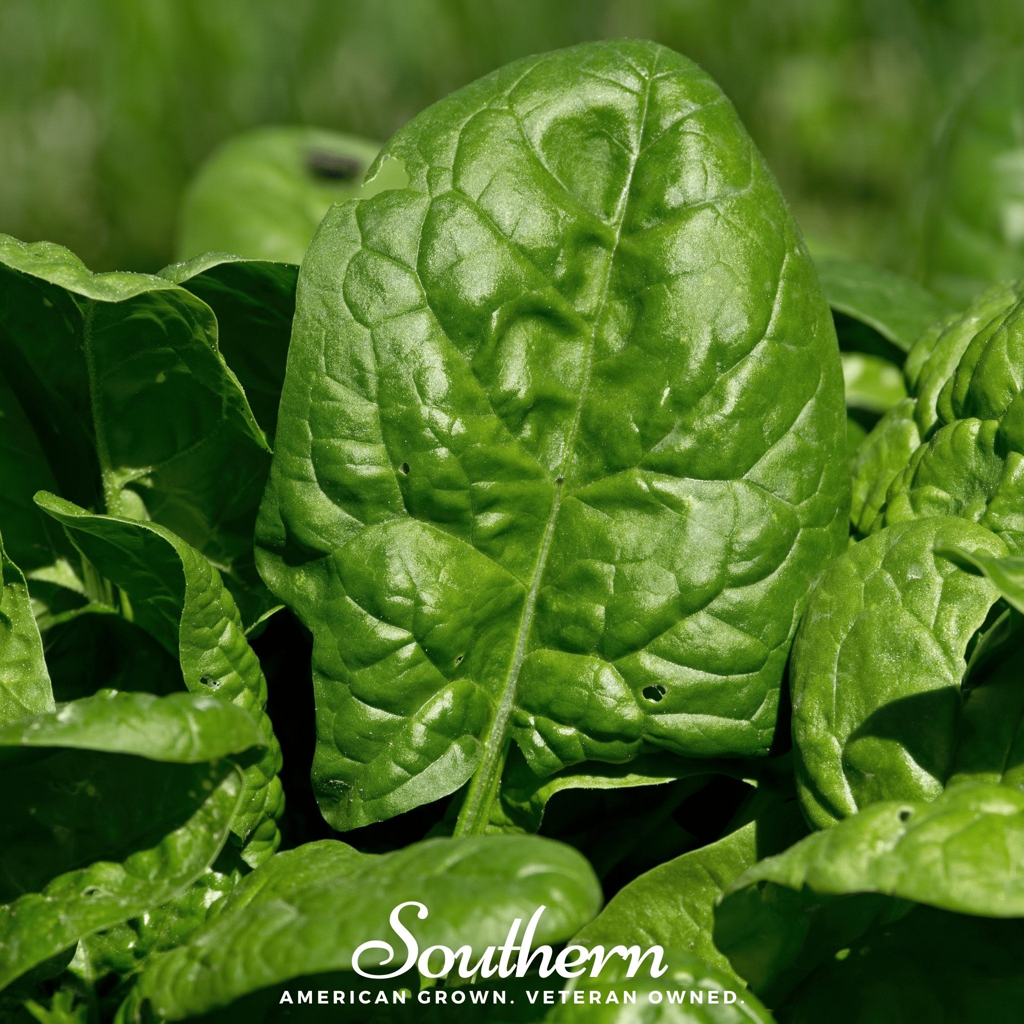 Bloomsdale Spinach – 150 Seeds | | Wiccan Center