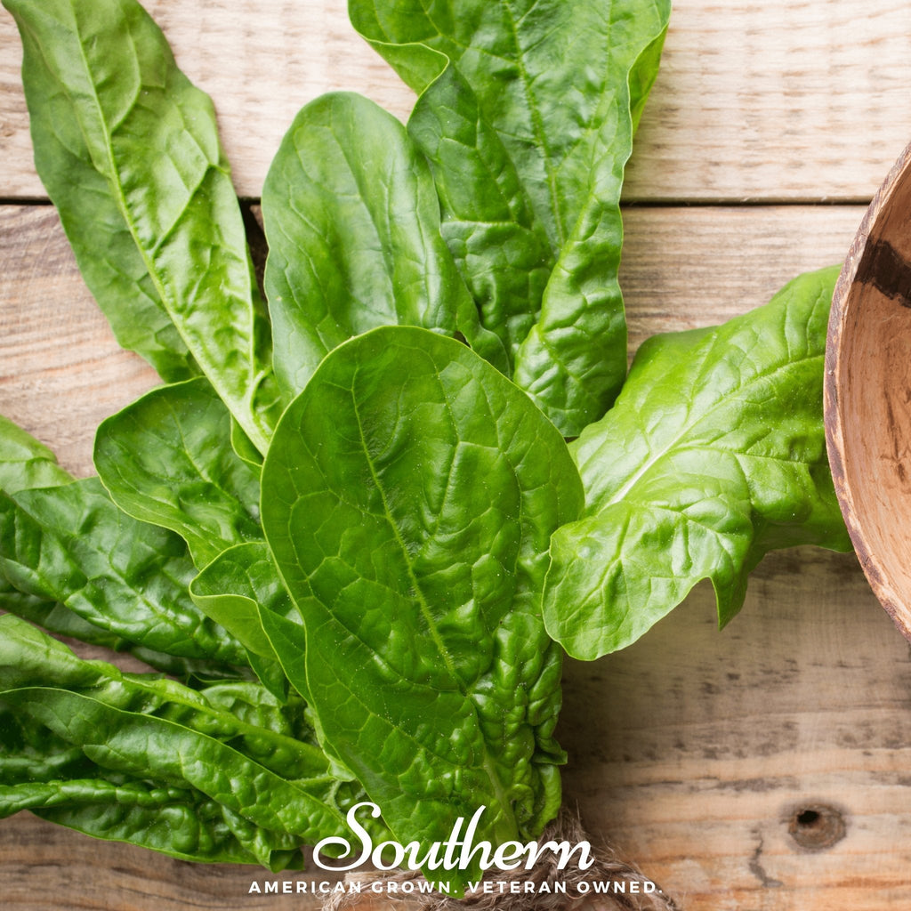 Giant Noble Spinach – 150 Seeds | Seeds | Wiccan Center