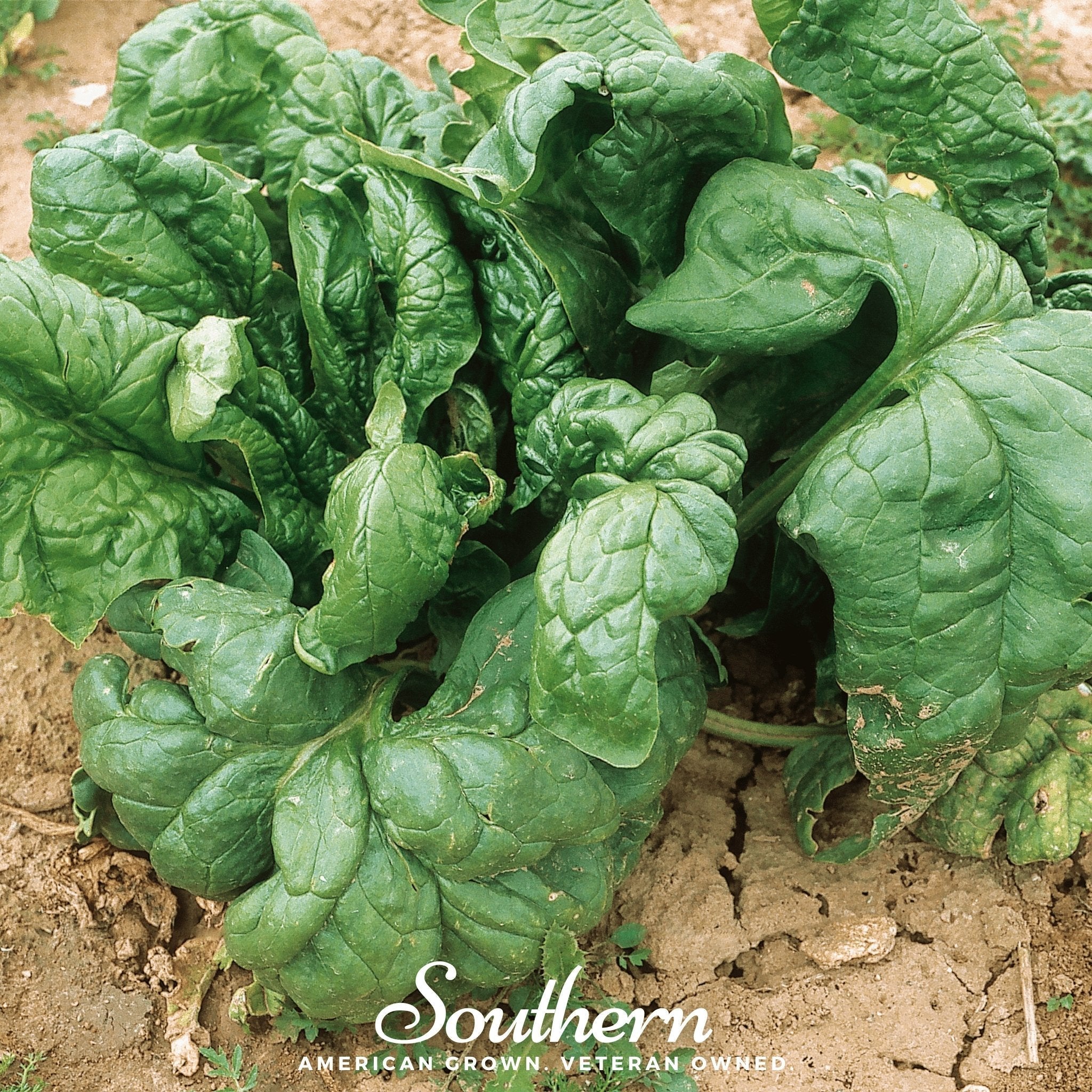 Giant Noble Spinach – 150 Seeds | Seeds | Wiccan Center