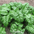Giant Noble Spinach – 150 Seeds | Seeds | Wiccan Center