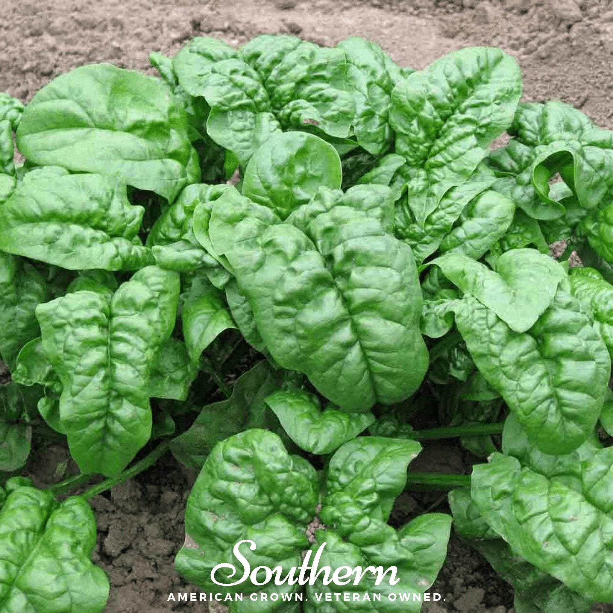 Giant Noble Spinach – 150 Seeds | Seeds | Wiccan Center