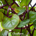 Malabar Red Spinach – 50 Seeds | Seeds | Wiccan Center