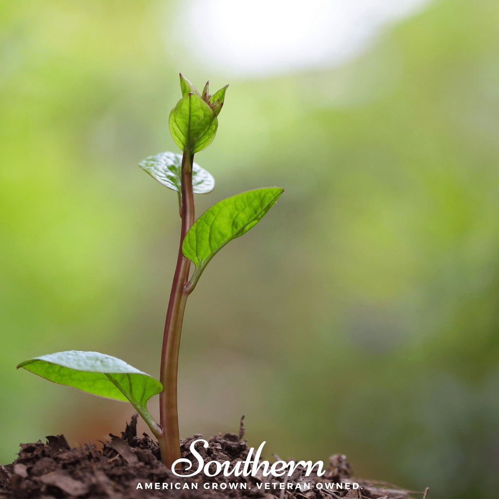 Malabar Red Spinach – 50 Seeds | Seeds | Wiccan Center