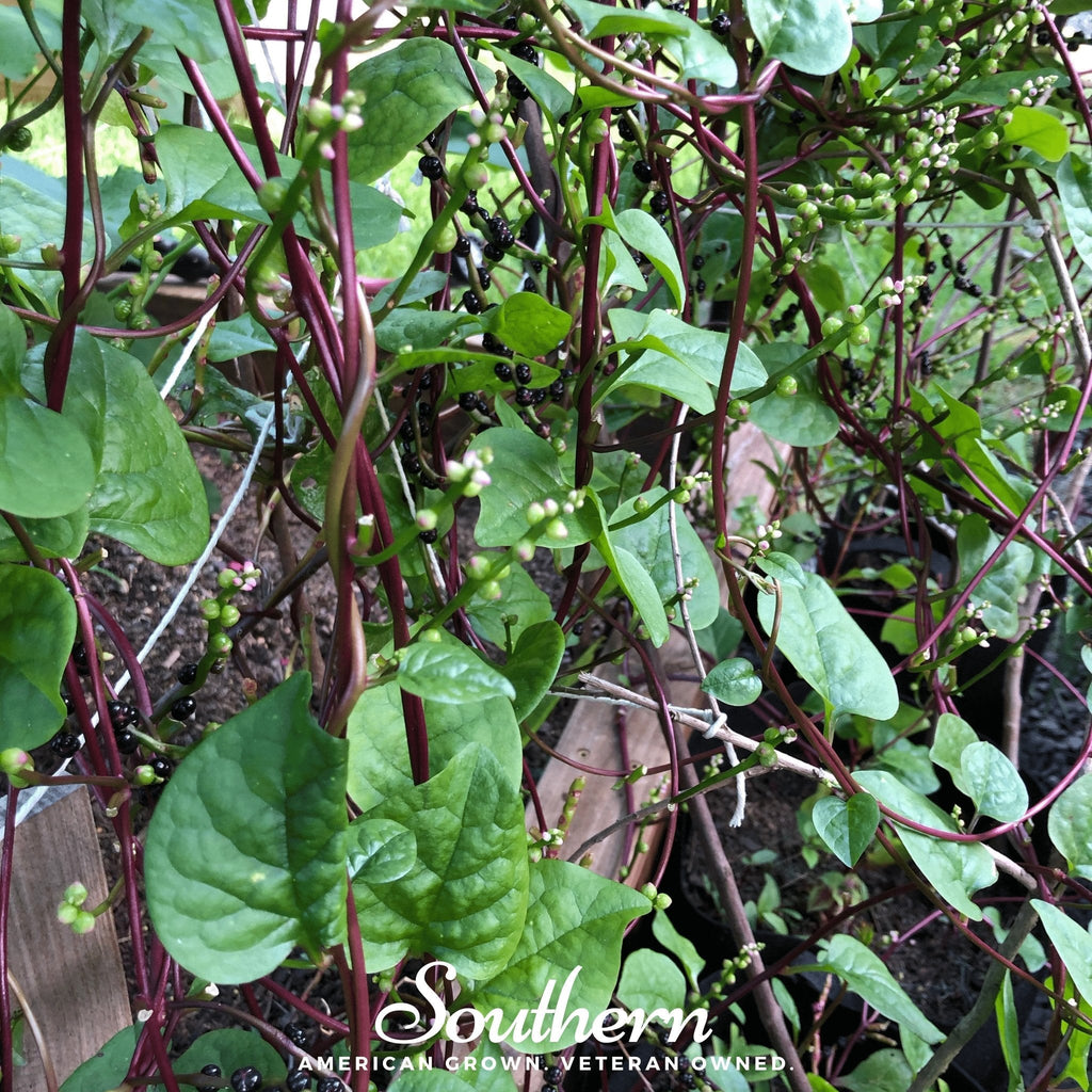 Malabar Red Spinach – 50 Seeds | Seeds | Wiccan Center