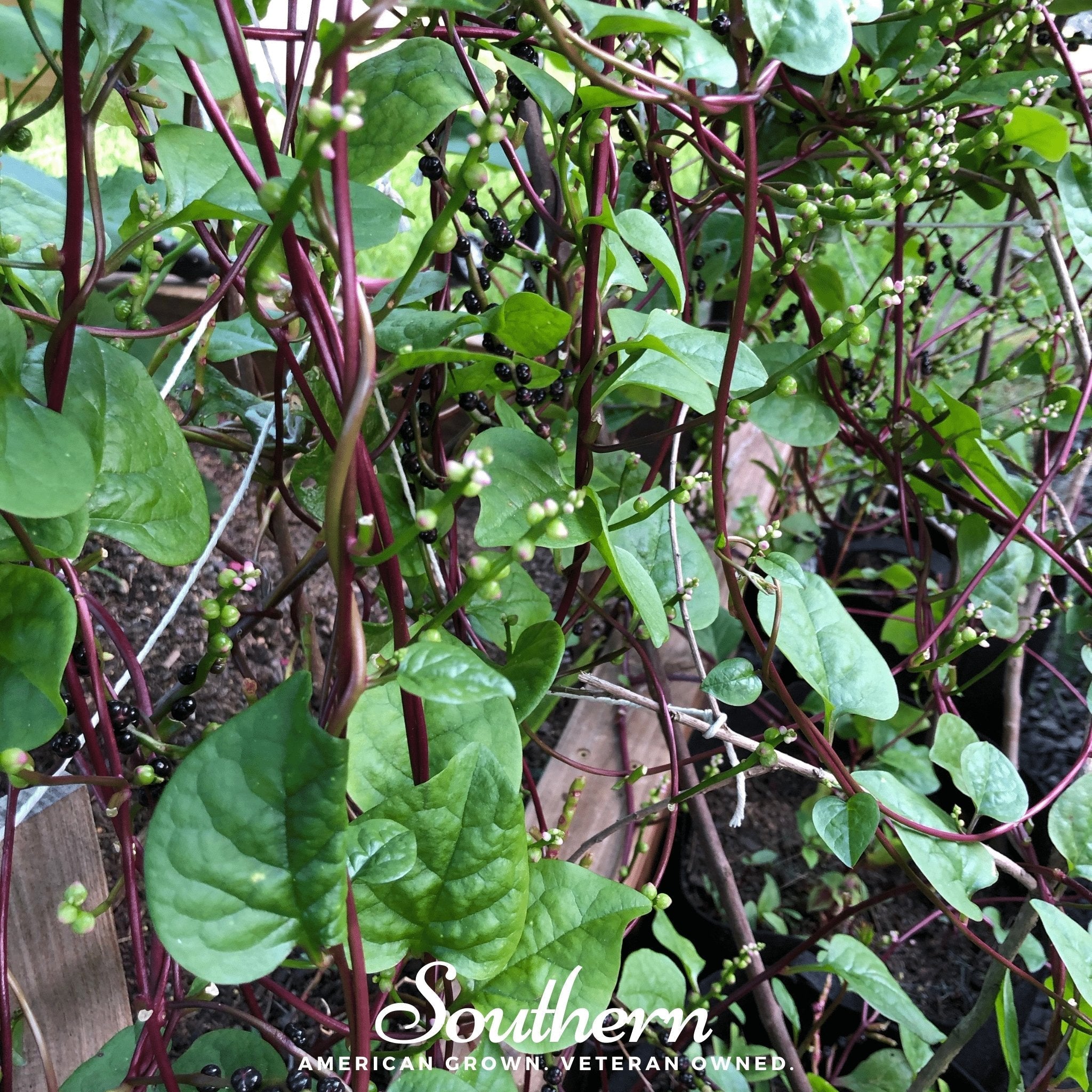 Malabar Red Spinach – 50 Seeds | Seeds | Wiccan Center