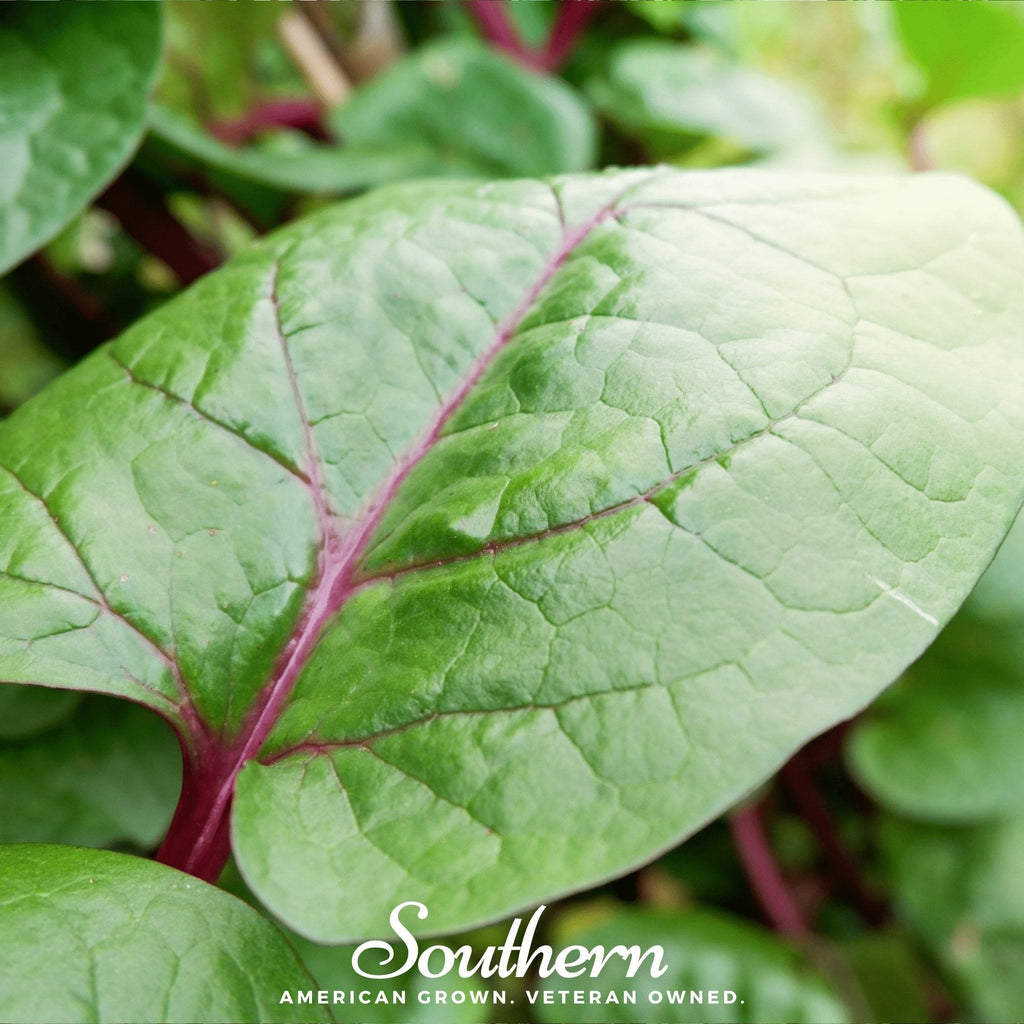 Malabar Red Spinach – 50 Seeds | Seeds | Wiccan Center