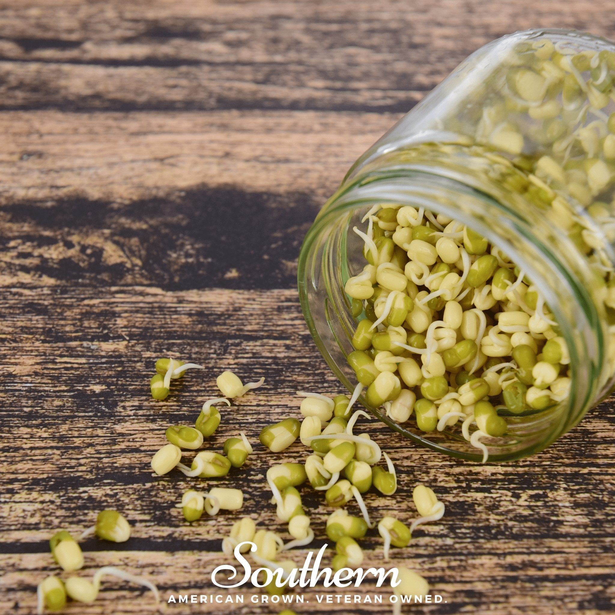 Mung Beans Sprout – 500 Seeds | | Wiccan Center