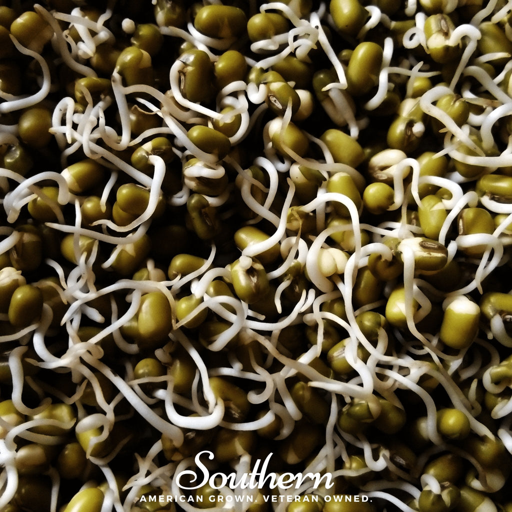 Mung Beans Sprout – 500 Seeds | | Wiccan Center
