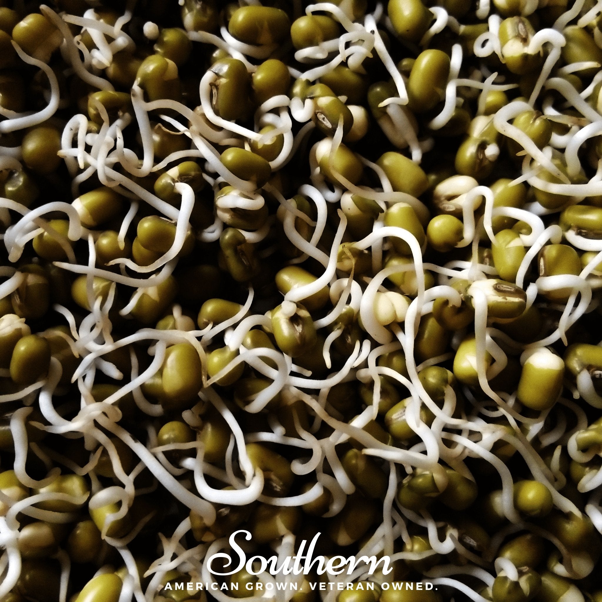 Mung Beans Sprout – 500 Seeds | | Wiccan Center