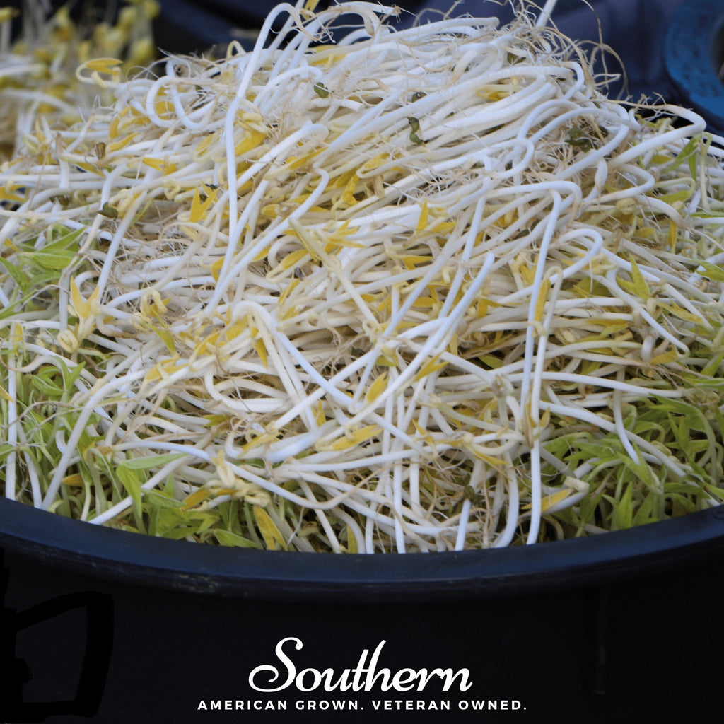 Mung Beans Sprout – 500 Seeds | | Wiccan Center