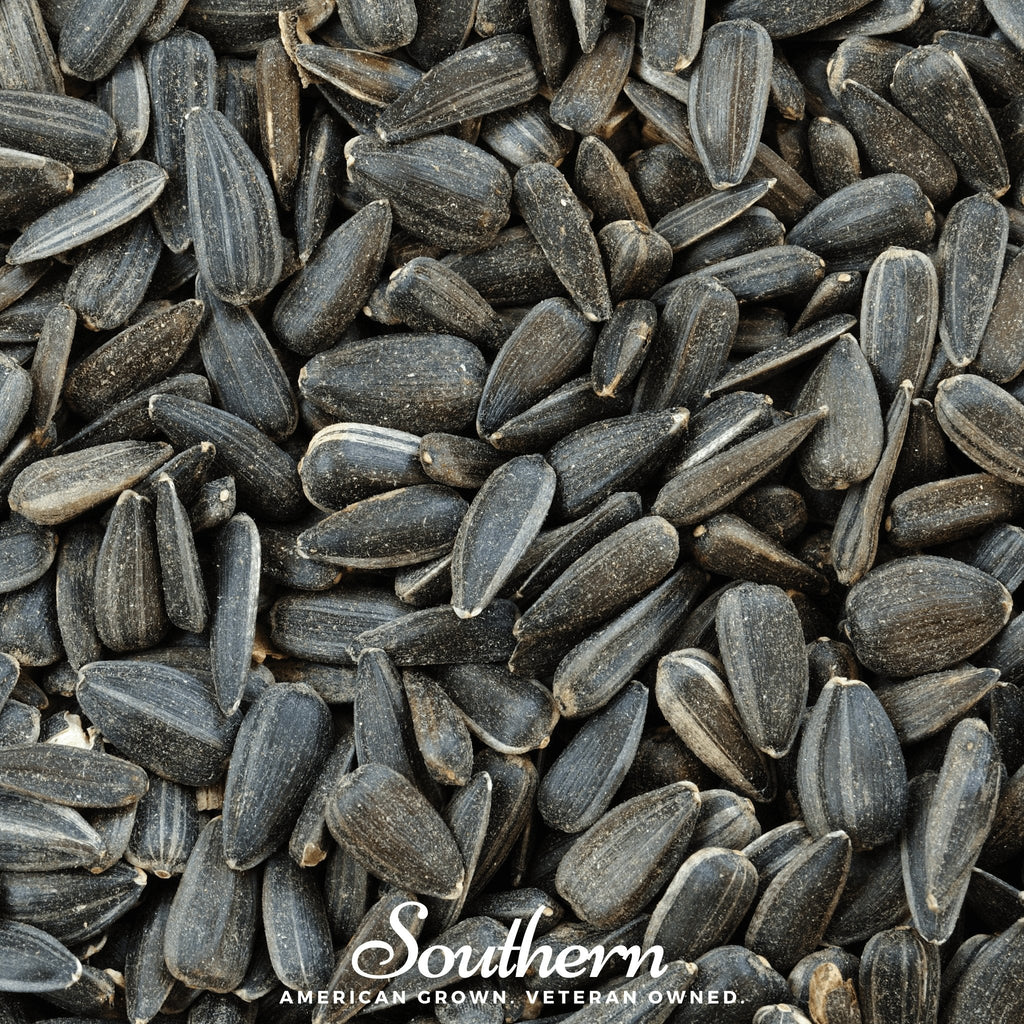 Black Oil Sunflower Sprout – 500 Seeds | Seeds | Wiccan Center