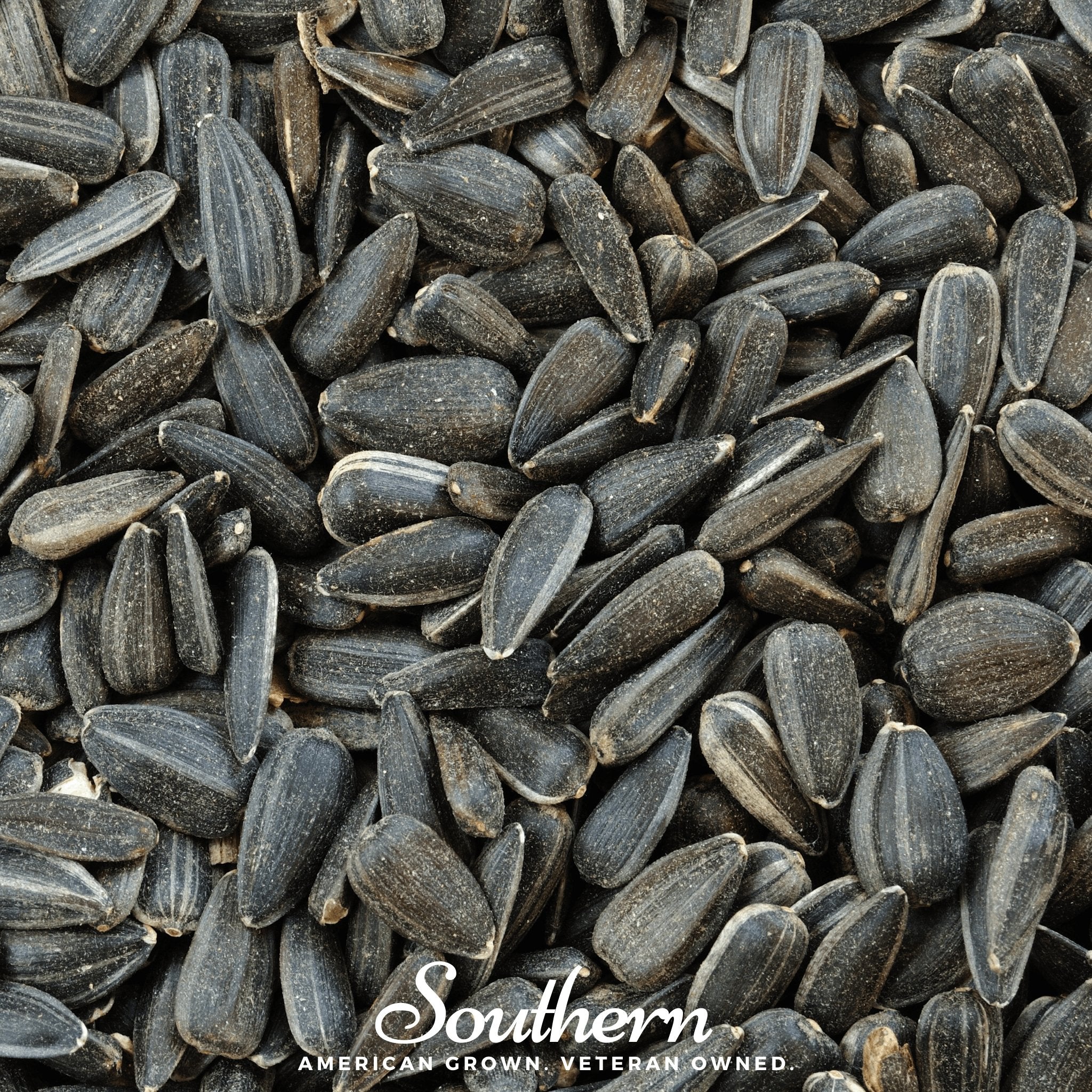 Black Oil Sunflower Sprout – 500 Seeds | Seeds | Wiccan Center