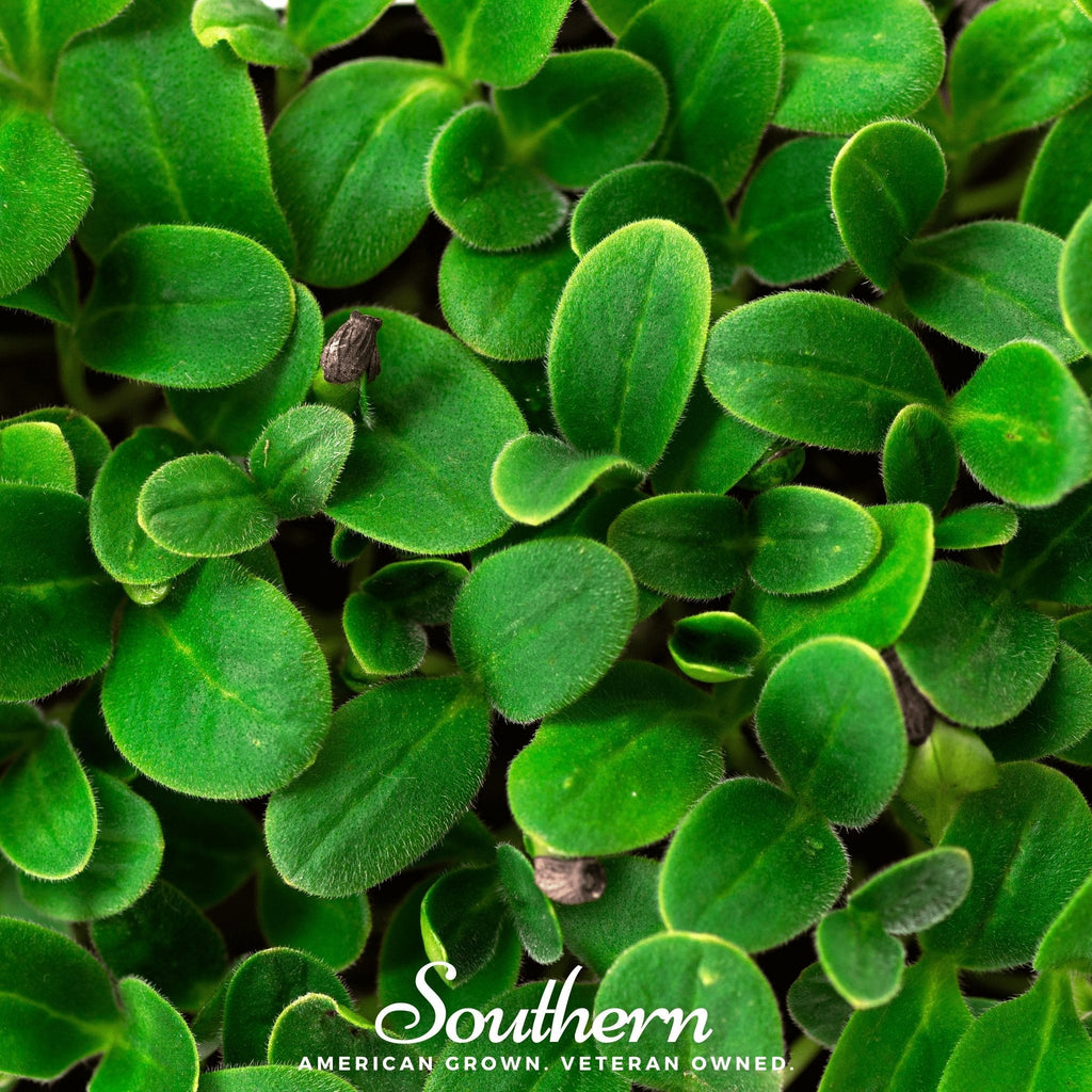 Black Oil Sunflower Sprout – 500 Seeds | Seeds | Wiccan Center