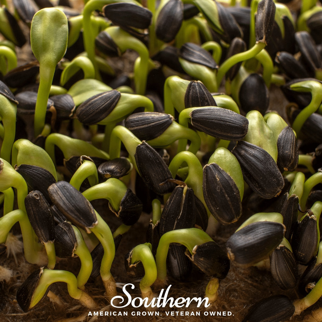 Black Oil Sunflower Sprout – 500 Seeds | Seeds | Wiccan Center