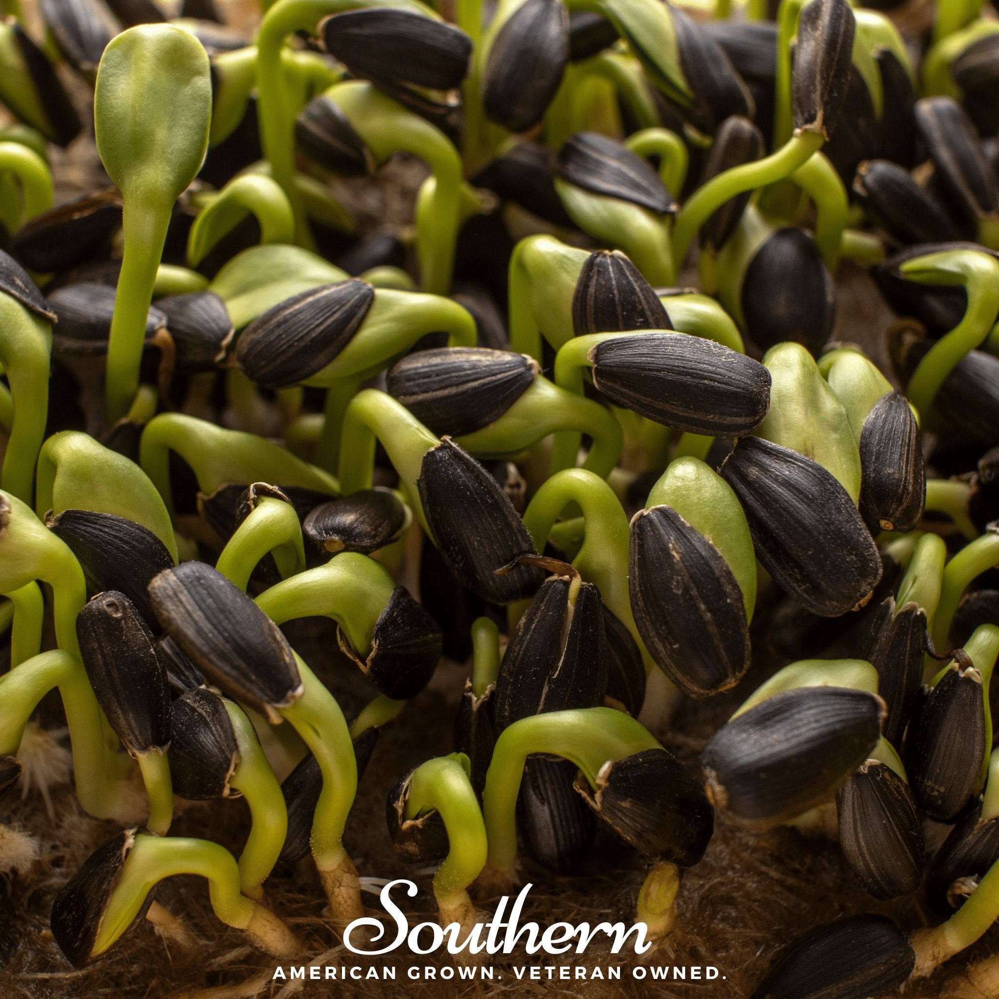 Black Oil Sunflower Sprout – 500 Seeds | Seeds | Wiccan Center