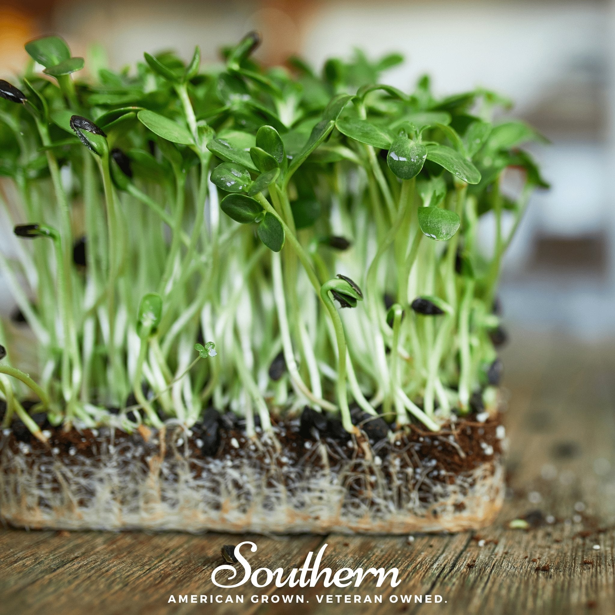 Black Oil Sunflower Sprout – 500 Seeds | Seeds | Wiccan Center