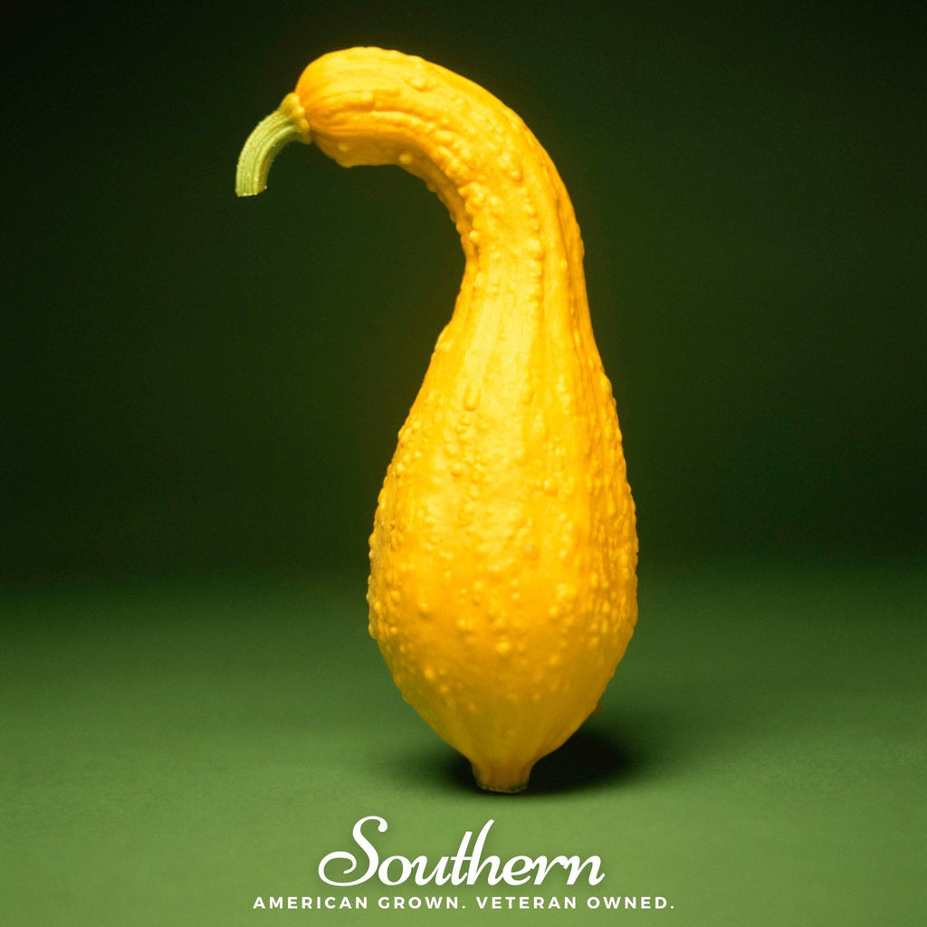 Crookneck Summer Squash – 25 Seeds | | Wiccan Center