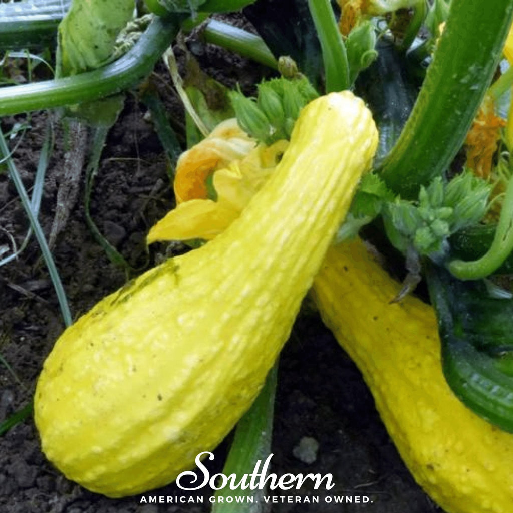 Crookneck Summer Squash – 25 Seeds | | Wiccan Center