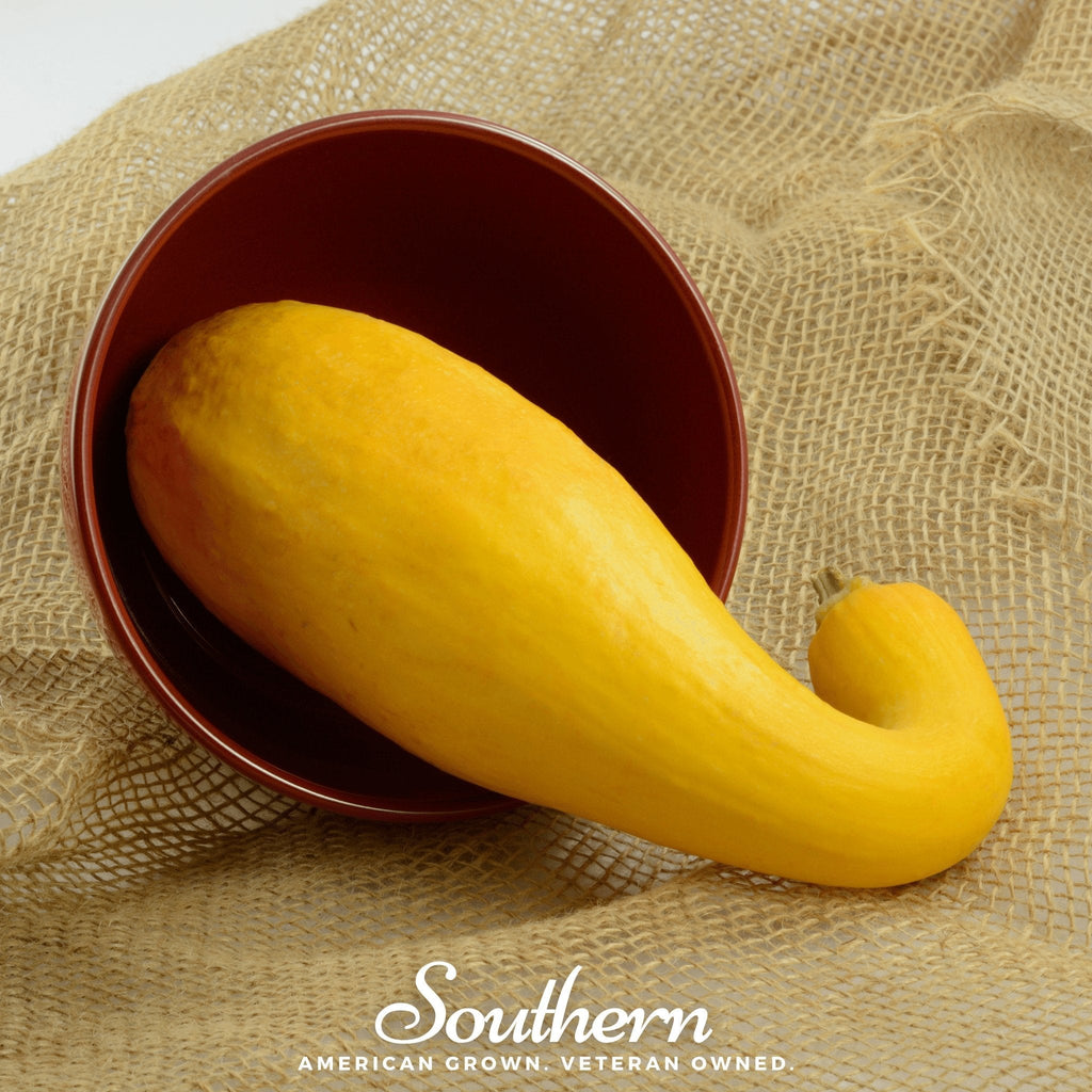 Crookneck Summer Squash – 25 Seeds | | Wiccan Center