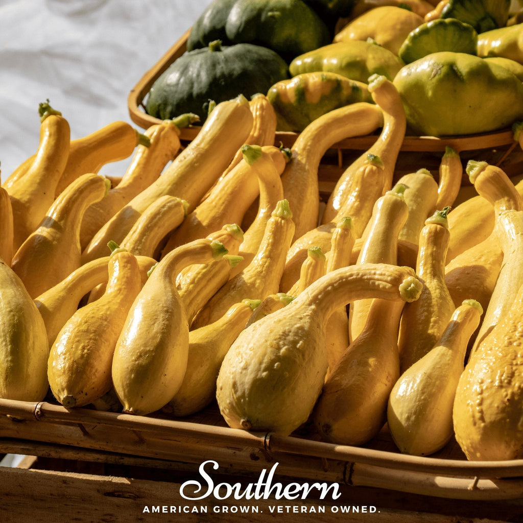 Crookneck Summer Squash – 25 Seeds | | Wiccan Center