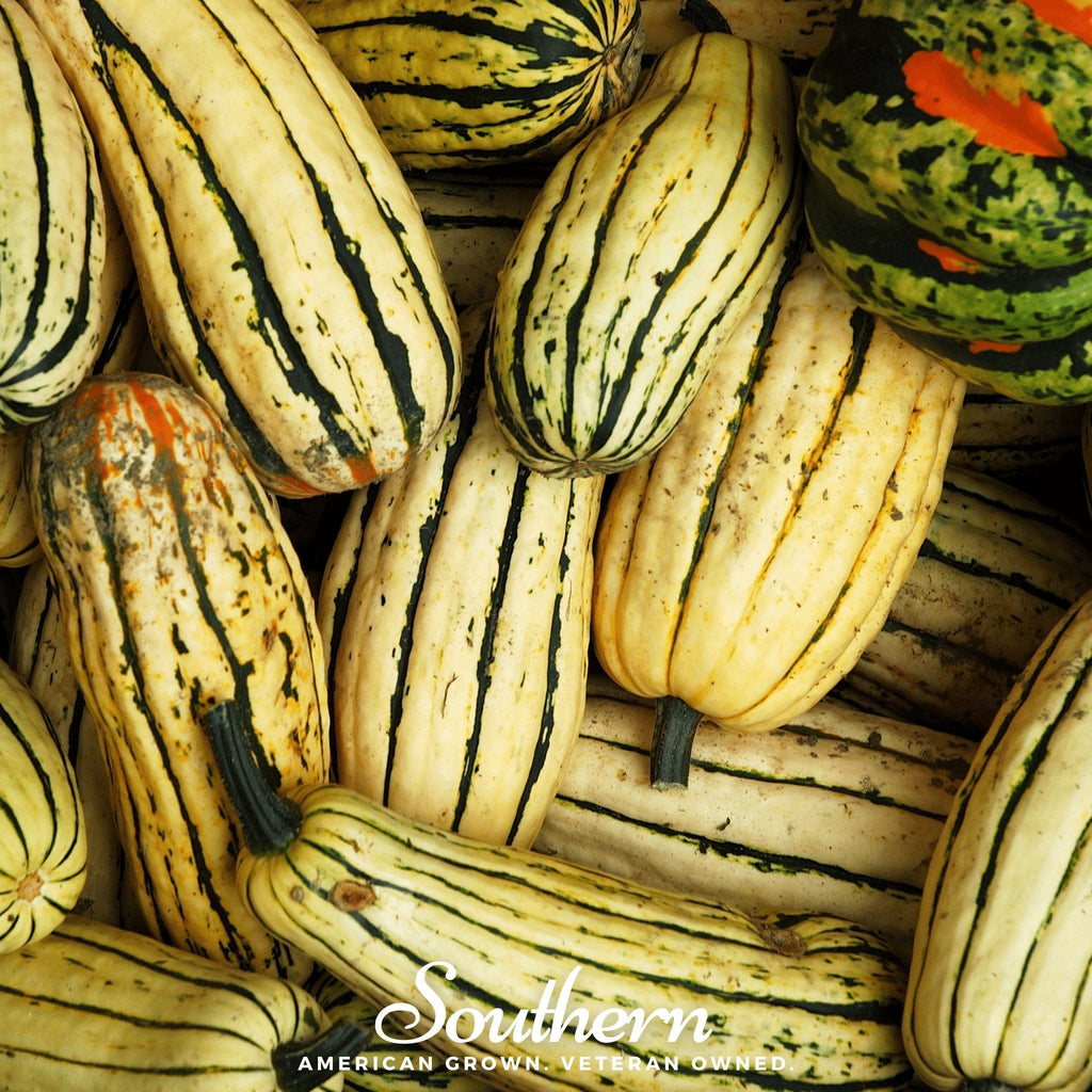 Delicata Squash – 20 Seeds | Seeds | Wiccan Center
