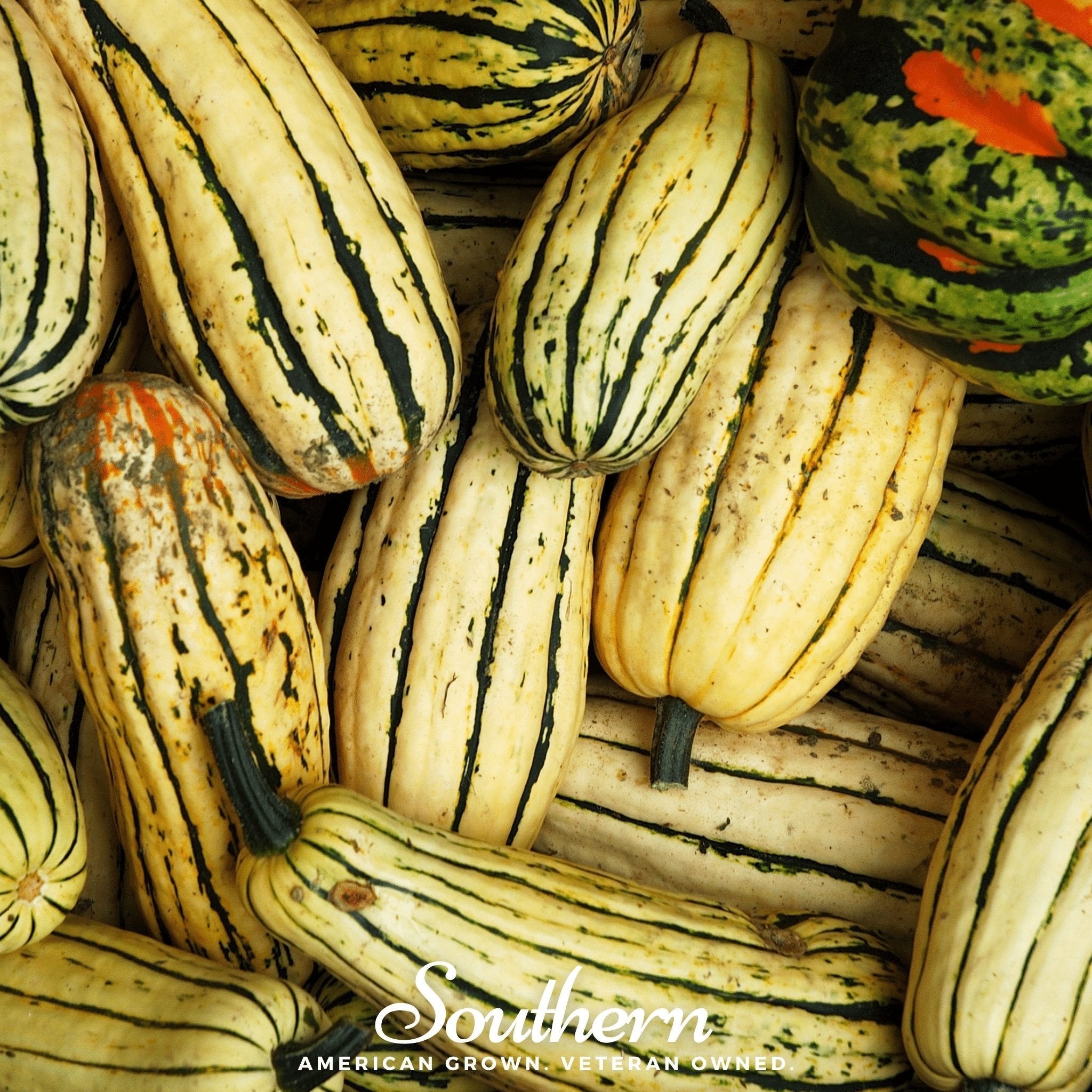 Delicata Squash – 20 Seeds | Seeds | Wiccan Center
