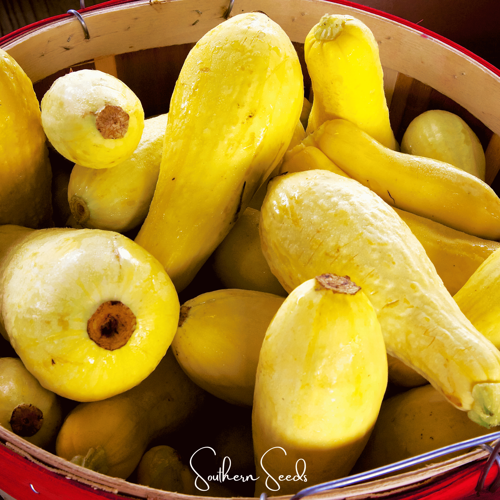 Early Prolific Straightneck Squash – 25 Seeds | Seeds | Wiccan Center