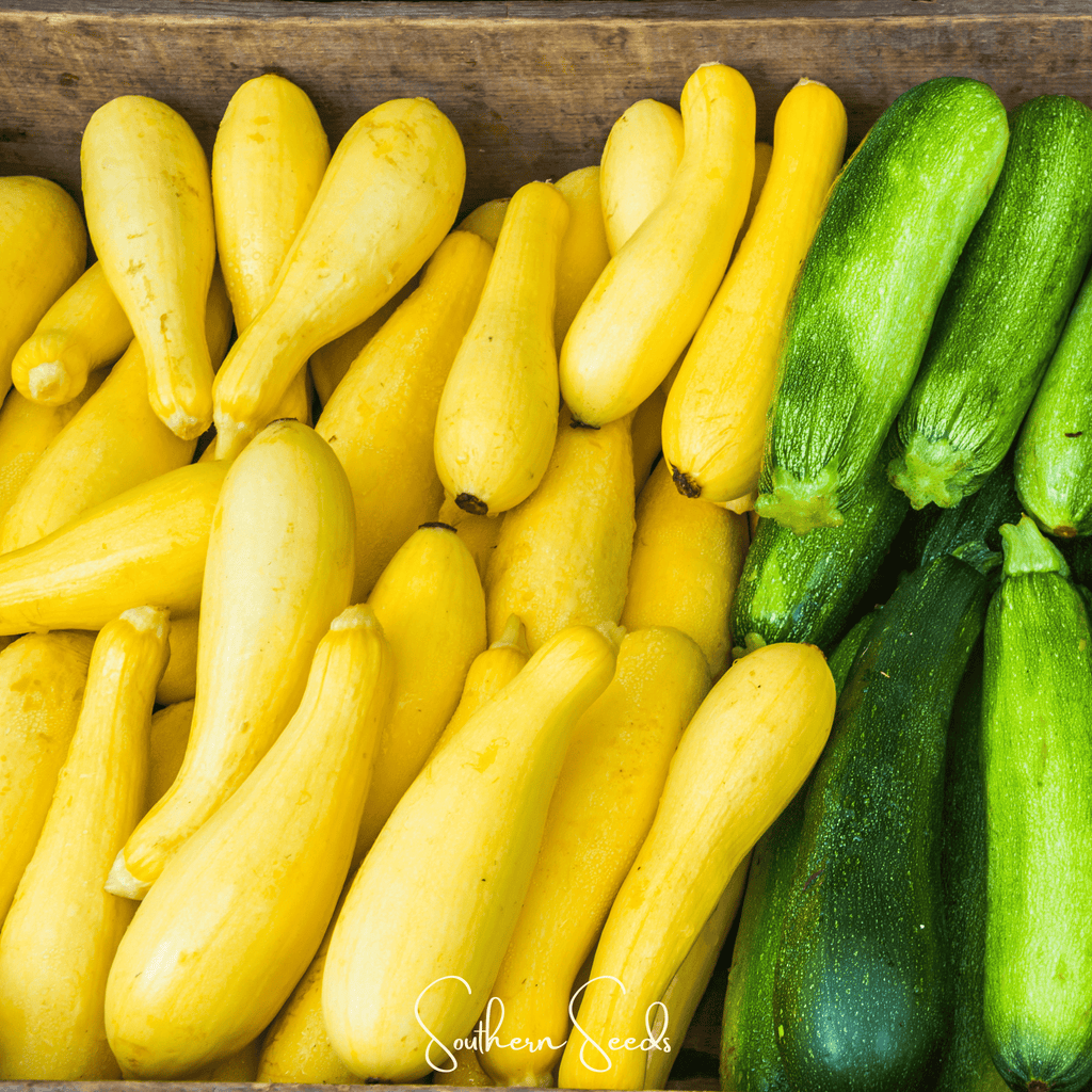 Early Prolific Straightneck Squash – 25 Seeds | Seeds | Wiccan Center