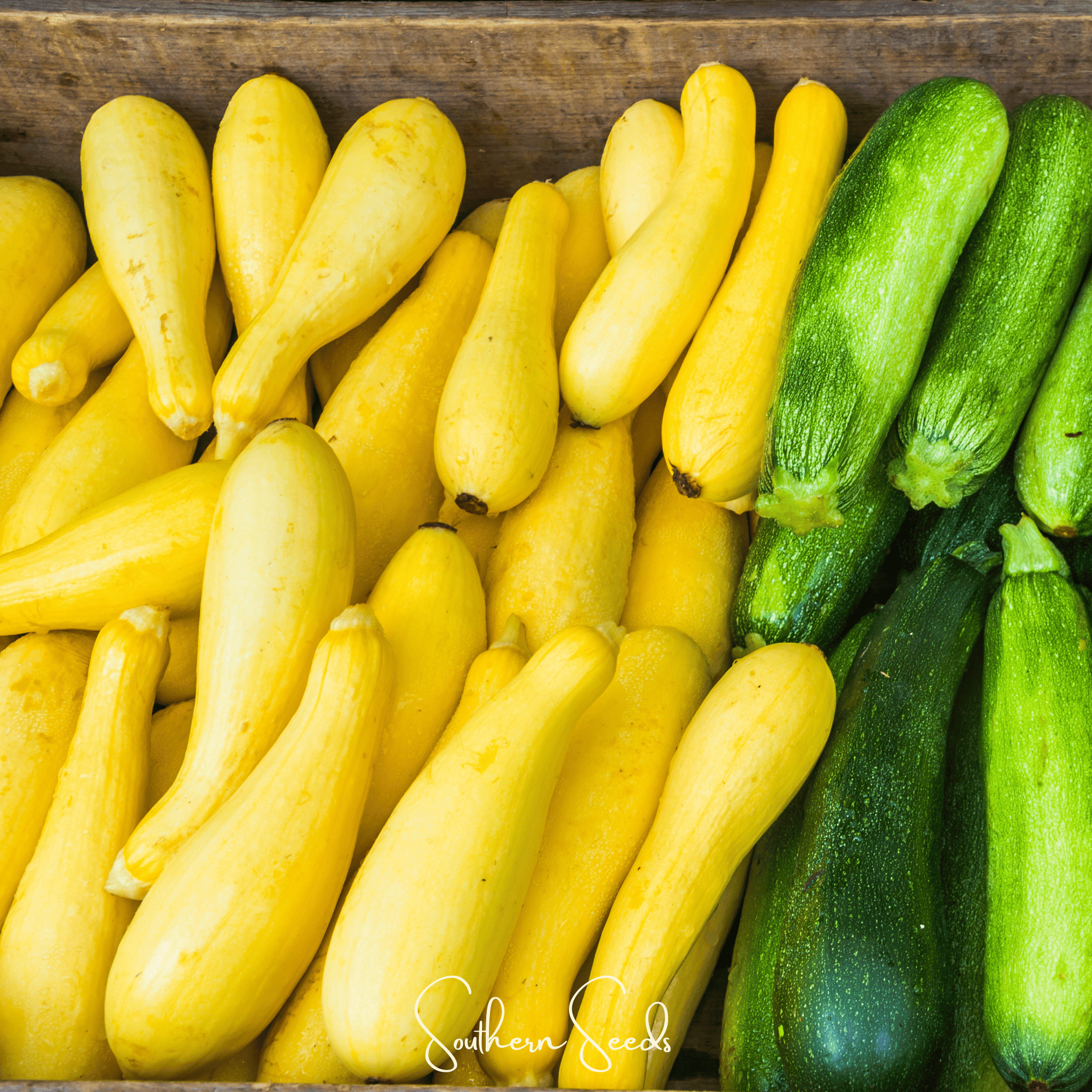 Early Prolific Straightneck Squash – 25 Seeds | Seeds | Wiccan Center
