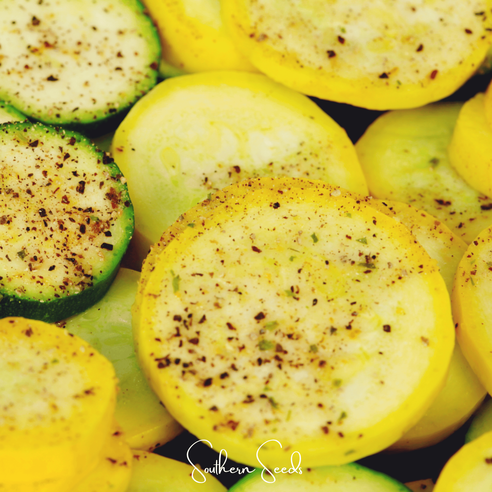 Early Prolific Straightneck Squash – 25 Seeds | Seeds | Wiccan Center