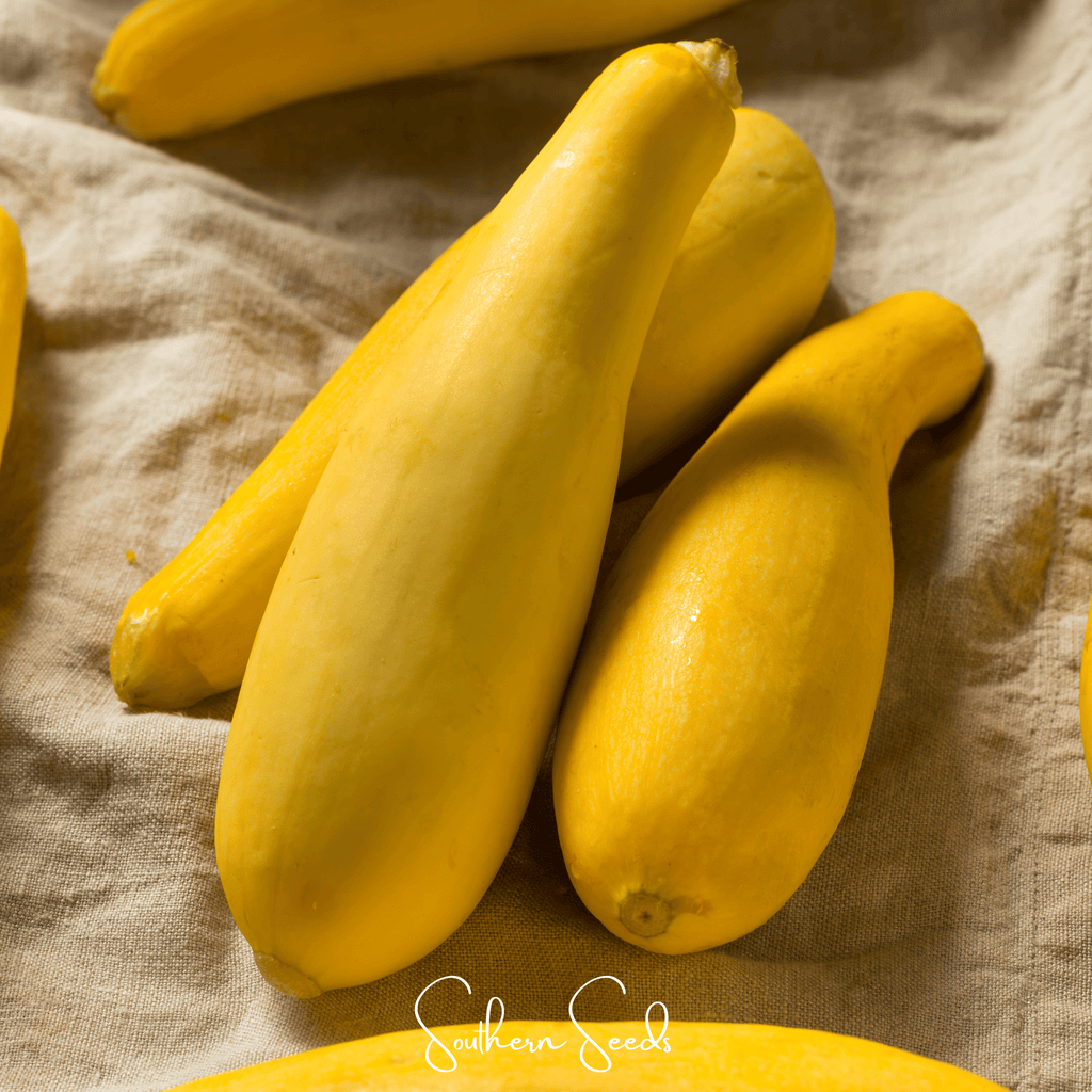 Early Prolific Straightneck Squash – 25 Seeds | Seeds | Wiccan Center