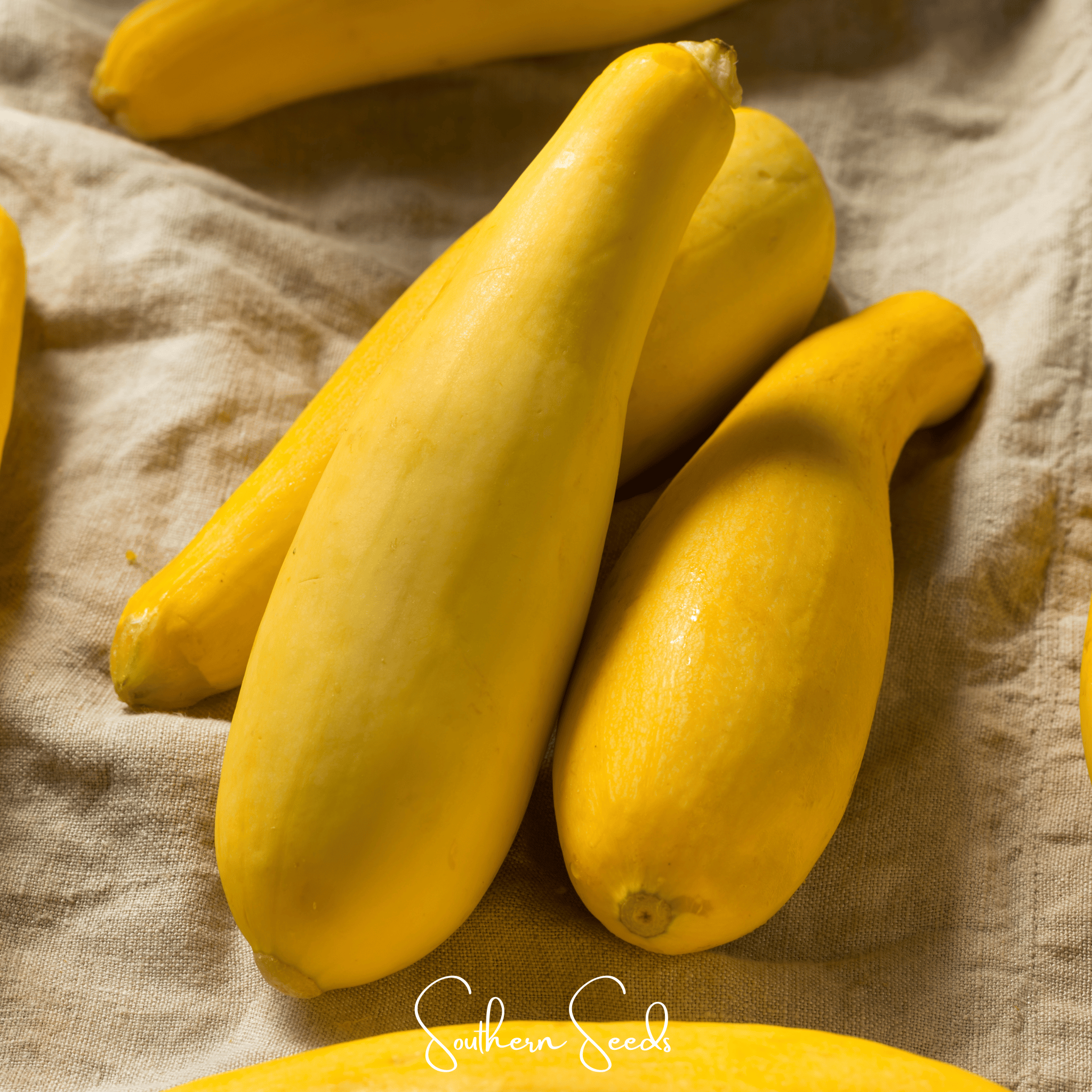 Early Prolific Straightneck Squash – 25 Seeds | Seeds | Wiccan Center