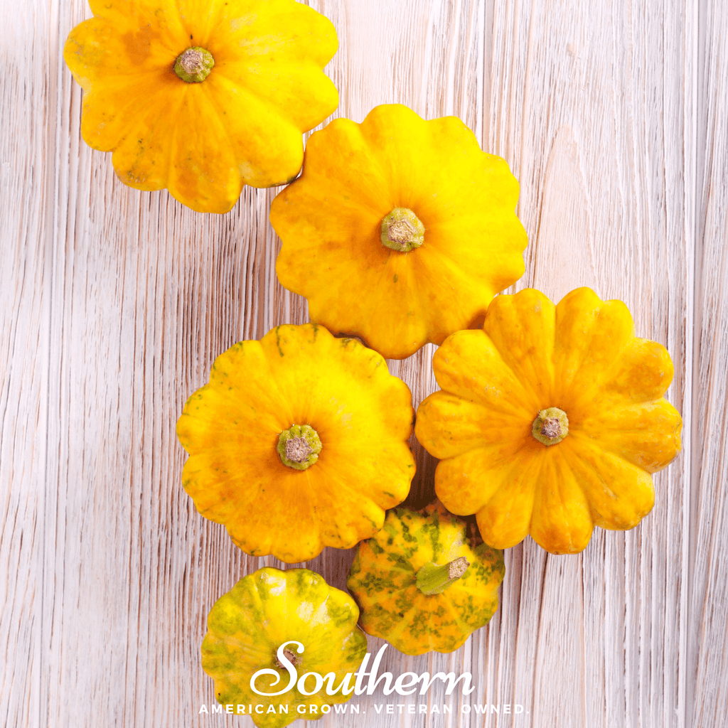 Scallop Yellow Bush Summer Squash – 25 Seeds | | Wiccan Center