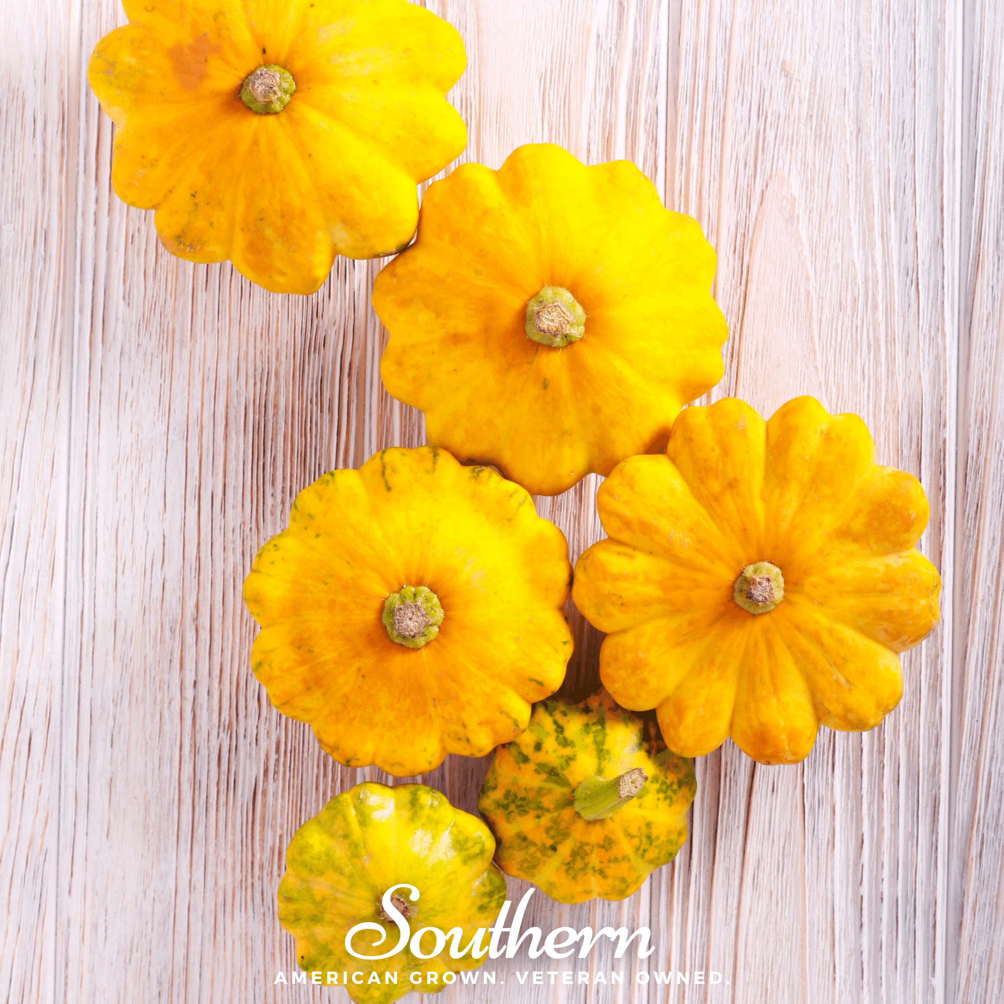 Scallop Yellow Bush Summer Squash – 25 Seeds | | Wiccan Center