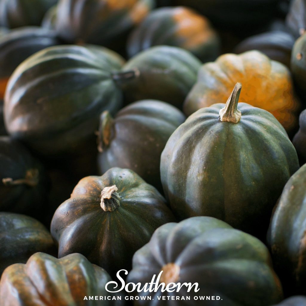 Table Queen Acorn Winter Squash – 25 Seeds | | Wiccan Center