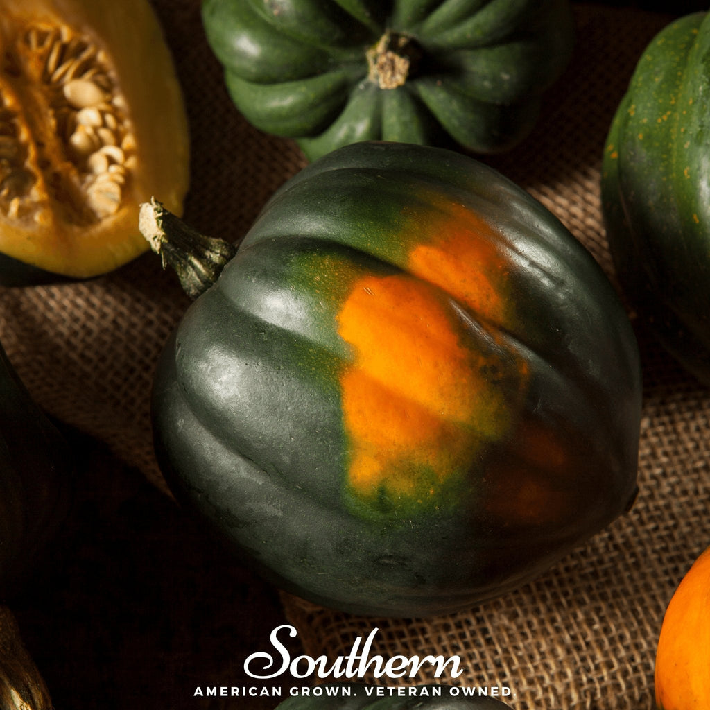 Table Queen Acorn Winter Squash – 25 Seeds | | Wiccan Center