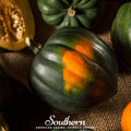 Table Queen Acorn Winter Squash – 25 Seeds | | Wiccan Center