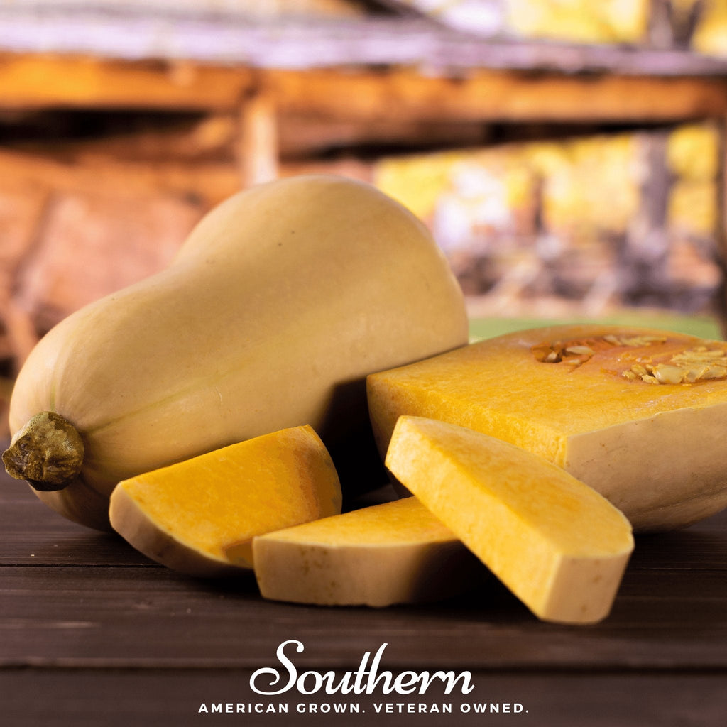 Waltham Butternut Winter Squash – 25 Seeds | Seeds | Wiccan Center
