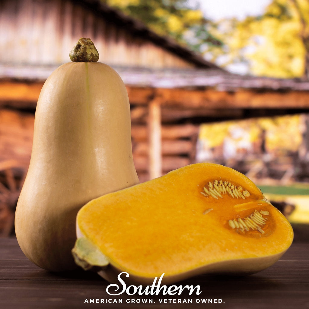 Waltham Butternut Winter Squash – 25 Seeds | Seeds | Wiccan Center