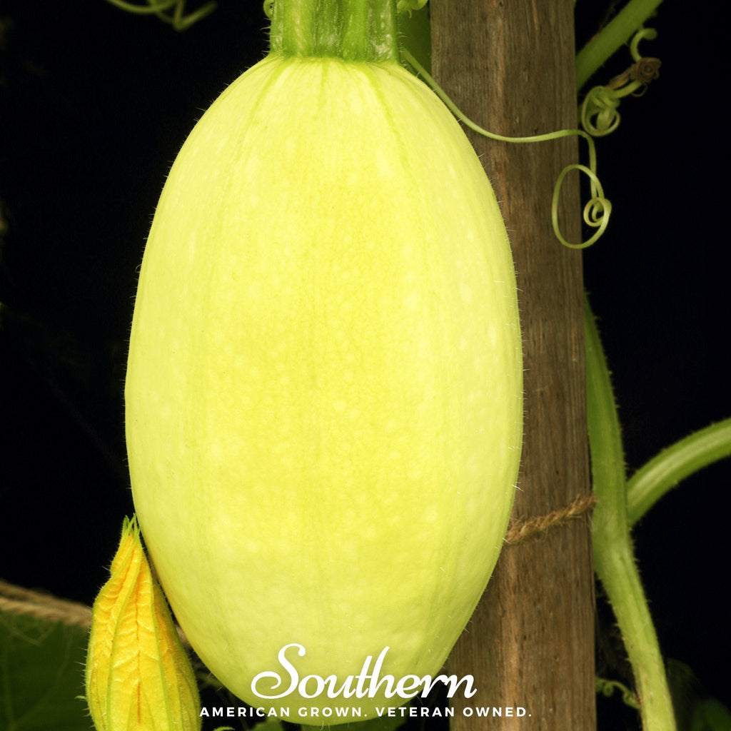 Spaghetti Winter Squash – 20 Seeds | | Wiccan Center