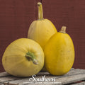Spaghetti Winter Squash – 20 Seeds | | Wiccan Center