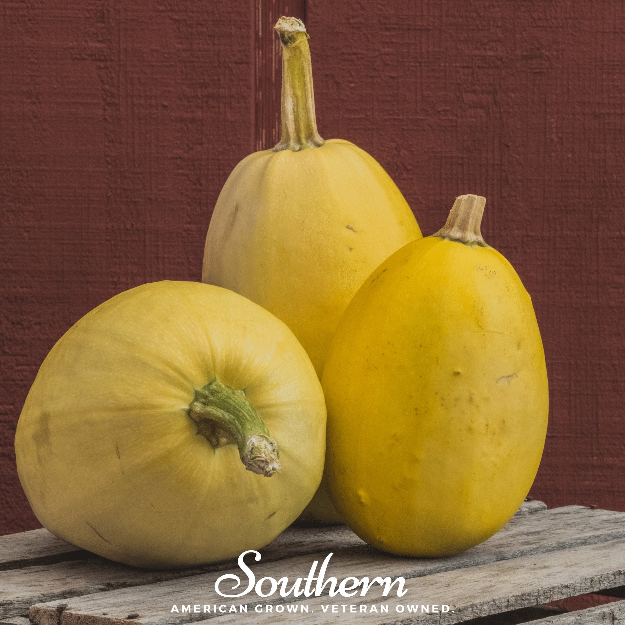 Spaghetti Winter Squash – 20 Seeds | | Wiccan Center